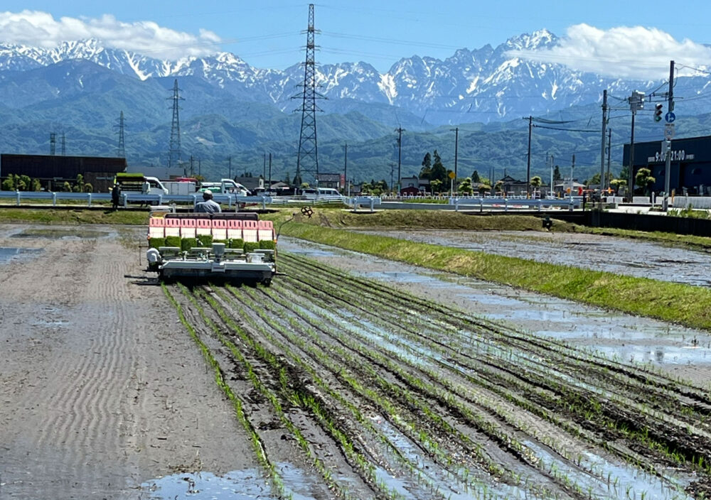 田植え