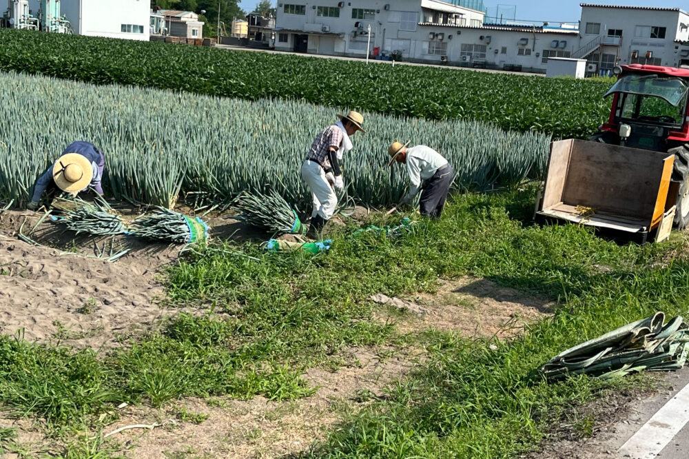 白ネギ収穫
